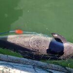 opt sturioni si un delfin prinsi in plase eliberati in mediul natural de catre politistii de frontiera 6874c17fad1d0