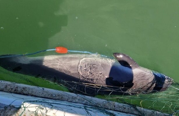 opt sturioni si un delfin prinsi in plase eliberati in mediul natural de catre politistii de frontiera 6874c17fad1d0