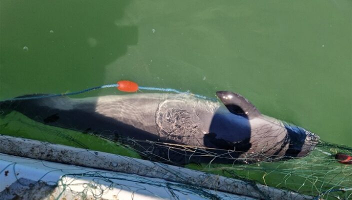 Opt sturioni și un delfin prinși în plase, eliberați în mediul natural de polițiștii de frontieră 1 opt sturioni si un delfin prinsi in plase eliberati in mediul natural de catre politistii de frontiera 6874c17fad1d0