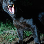 pantera neagra disparuta din bulgaria ar fi fost observata de doi adolescenti intr o localitate din teleorman ce spun jandarmii 68651806e1e66
