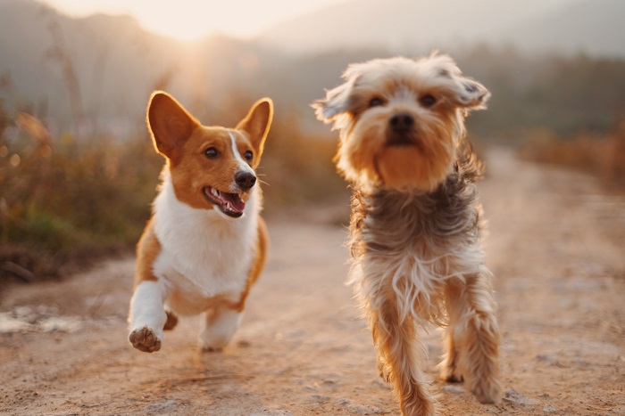 Hotel pentru animale de companie, clasificat la 5 stele, cu teren generos și facilități moderne, scos la vânzare în Ovidiu: află prețul proprietății. 1 pet hotel clasificat la 5 stele cu teren generos si facilitati moderne scos la vanzare in ovidiu vezi cat costa propietatea 686926c9bb0e5