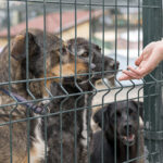 primaria constanta apel catre iubitorii de animale zeci de sufletele in cautarea familiei 6874ac563d51e