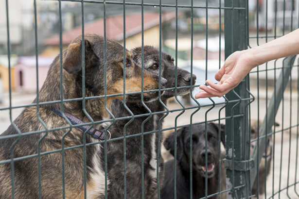primaria constanta apel catre iubitorii de animale zeci de sufletele in cautarea familiei 6874ac563d51e
