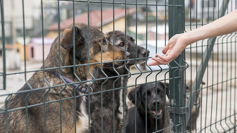 Primăria Constanța, apel către iubitorii de animale: zeci de suflete în căutarea unei familii 1 primaria constanta apel catre iubitorii de animale zeci de sufletele in cautarea familiei 6874ac563d51e