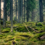romsilva tribunalul mures a desfiintat decizia prin care se retrocedau 43 227 hectare de paduri in bacau 68877eb18280d