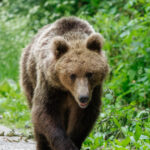 Un urs a fost observat în zona Cascadei Duruitoarea din masivul Ceahlău, turiștii fiind avertizați prin mesaj RO-ALERT. 2 un urs a fost observat in zona cascadei duruitoarea din masivul ceahlau turistii avertizati prin mesaj ro alert 68695d639d03a