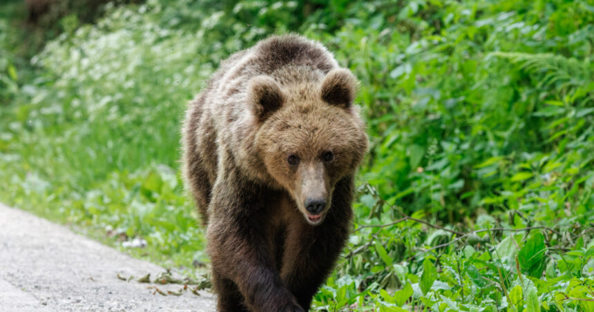 un urs a fost observat in zona cascadei duruitoarea din masivul ceahlau turistii avertizati prin mesaj ro alert 68695d639d03a