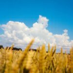 uniunea europeana a majorat cotele de import pentru anumite produse agricole din ucraina 6867ab166723b