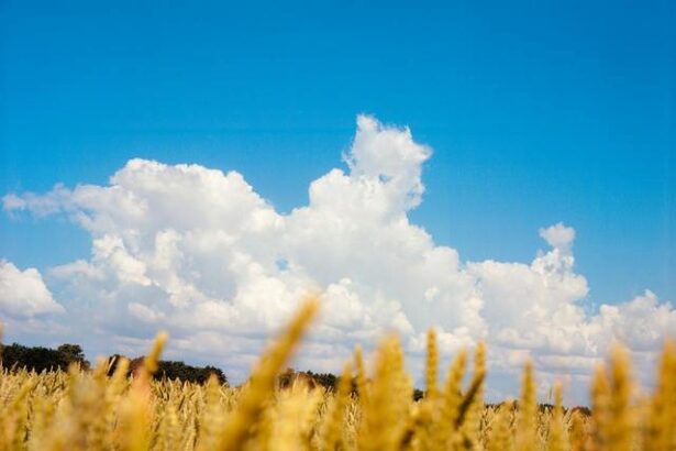 uniunea europeana a majorat cotele de import pentru anumite produse agricole din ucraina 6867ab166723b