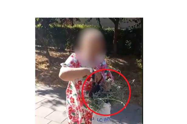 video constanta o batrana a fost surprinsa cand fura lavanda plantata pe domeniul public 687101bc8102a