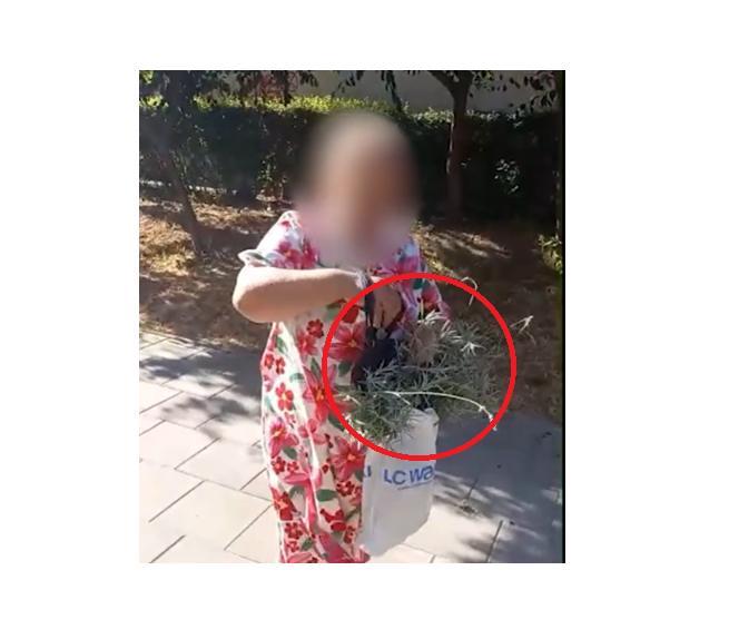 Constanța: O bătrână a fost surprinsă furând lavanda plantată pe domeniul public 1 video constanta o batrana a fost surprinsa cand fura lavanda plantata pe domeniul public 687101bc8102a