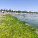 video plaja modern din constanta invadata de alge disconfort pentru turisti in plin sezon 686b8382b964e