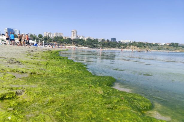 video plaja modern din constanta invadata de alge disconfort pentru turisti in plin sezon 686b8382b964e