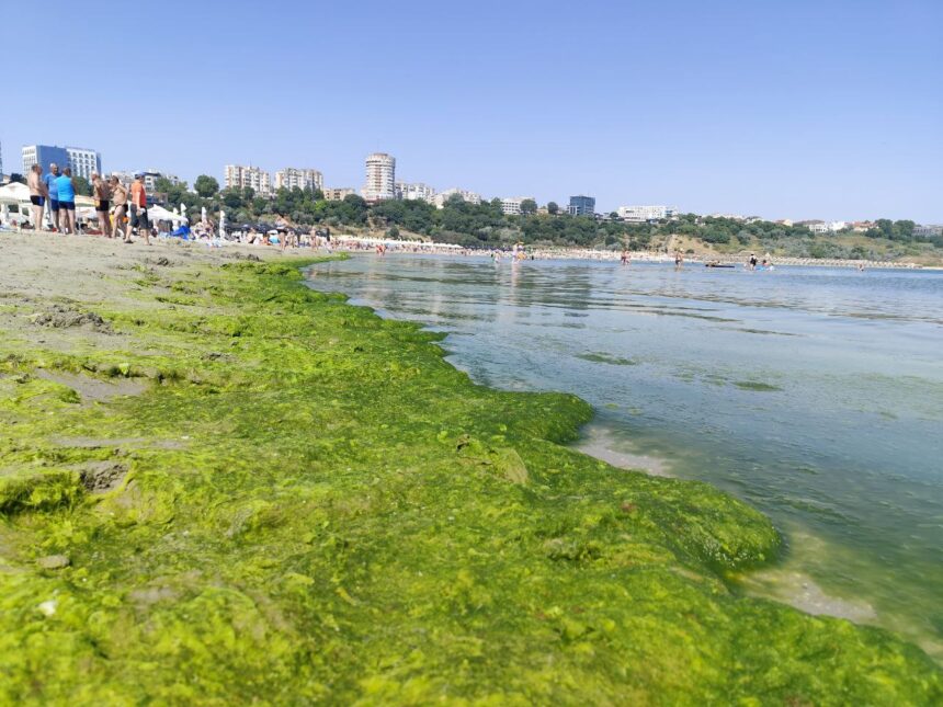 video plaja modern din constanta invadata de alge disconfort pentru turisti in plin sezon 686b8382b964e