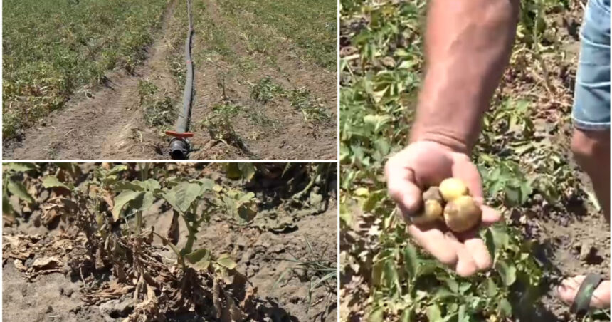 „Sunt uscați, niciun pic de umezeală”. Disperare printre agricultori, după ce seceta a afectat puternic culturile de cartofi 1 video sunt uscati niciun pic de umezeala disperare printre agricultori dupa ce seceta a afectat puternic si culturile de cartofi 6869f7e0e8f9d