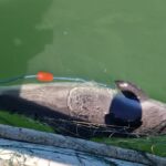 video un delfin si opt sturioni salvati de garda de coasta s a deschis dosar penal 6874aff4856e8