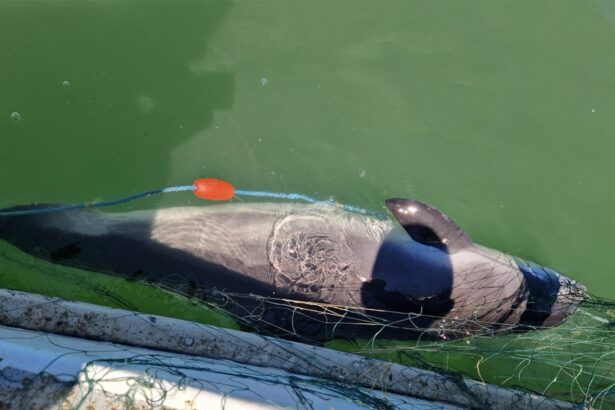 video un delfin si opt sturioni salvati de garda de coasta s a deschis dosar penal 6874aff4856e8