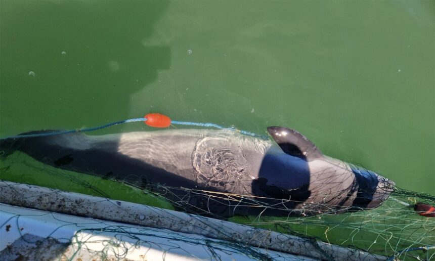 video un delfin si opt sturioni salvati de garda de coasta s a deschis dosar penal 6874aff4856e8
