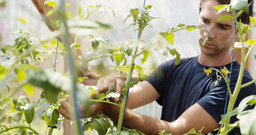 Vacanță la cules de roșii în solariile liceelor agricole. Ce profit anual obțin școlile din vânzarea propriilor legume. 1 video vacanta la cules de rosii in solariile liceelor agricole ce profit anual ajung sa obtina scolile din vanzarea propriilor legume 687f171c5a6fc