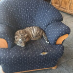 videofoto gradina zoologica ilegala descoperita de garda de mediu in dambovita proprietarul tinea in custi ursi caprioare lei maimute 687a1064b5ec7
