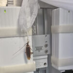 Imagini revoltătoare cu gândaci la Centrul de Arși de la Floreasca. Ministerul Sănătății efectuează verificări. 3 videofoto imagini revoltatoare cu gandaci la centrul de arsi de la floreasca ministerul sanatatii face verificari 68873f67c249d