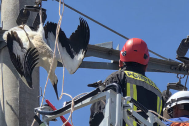 videofoto o barza a fost salvata in giurgiu dupa ce si a prins picioarele intr un cablu de inalta tensiune 687d2aec63dc3