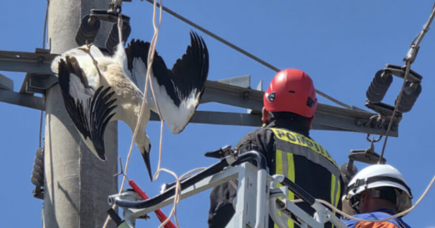videofoto o barza a fost salvata in giurgiu dupa ce si a prins picioarele intr un cablu de inalta tensiune 687d2aec63dc3