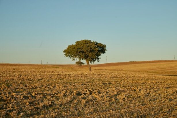 alerta meteo in romania vin temperaturi neobisnuit de mari 689b0ea4e5f59