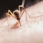 cazurile de covid se inmultesc in bulgaria dar boala nu dezvolta simptome grave chikungunya o boala transmisa de tantarii tigru a inceput sa fie detecatata in mai multe tari europene inclusiv in r 68a30588b5e64