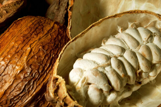 criza industriei de ciocolata o noua metoda de productie ar putea folosi parti mai mari din fructul de cacao fara a afecta gustul 68ab14a09b551