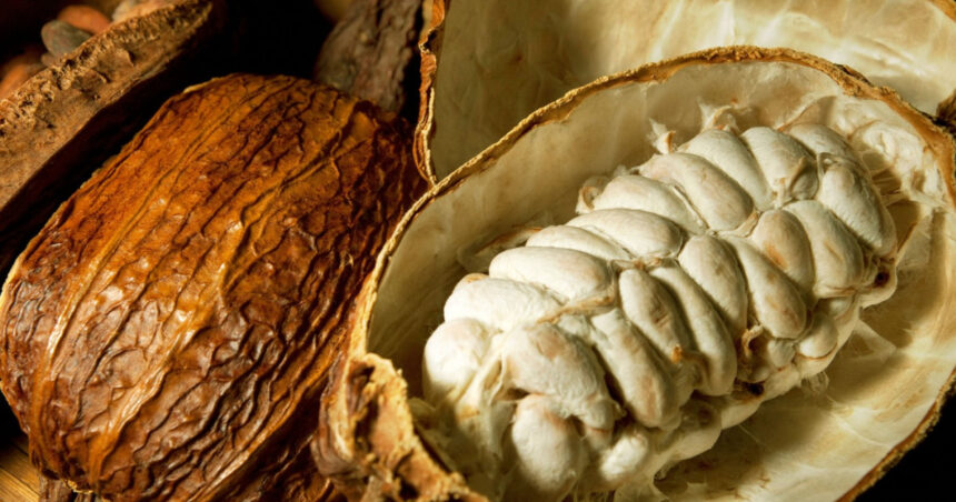 Criza industriei de ciocolată. O nouă metodă de producție ar putea utiliza părți mai mari din fructul de cacao fără a compromite gustul. 1 criza industriei de ciocolata o noua metoda de productie ar putea folosi parti mai mari din fructul de cacao fara a afecta gustul 68ab14a09b551