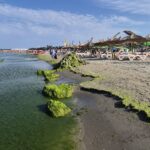 Invazie de alge pe plaja Modern din Constanța! Turiștii se plâng și de mirosul fetid. Iată cum arată zona. 3 foto video invazie de alge pe plaja modern din constanta turistii se plang si de mirosul fetid iata cum arata zona 68936f5d052d0