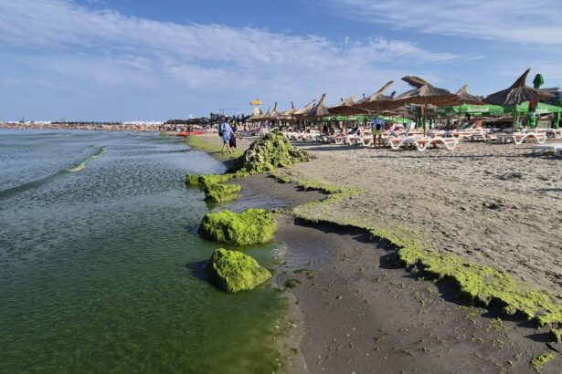 foto video invazie de alge pe plaja modern din constanta turistii se plang si de mirosul fetid iata cum arata zona 68936f5d052d0
