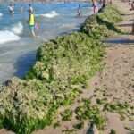 Plaja Laguna din Mangalia, acoperită de grămezi de alge 2 foto video plaja laguna din mangalia acoperita de gramezi de alge 6898b1dcbec1c