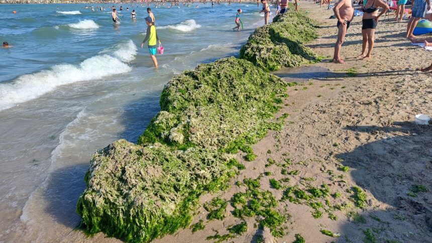 foto video plaja laguna din mangalia acoperita de gramezi de alge 6898b1dcbec1c