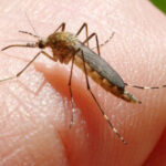inca o persoana ucisa in italia de west nile la cat a ajuns bilantul total al celor care au murit din cauza temutului virus 6890f568a7c00