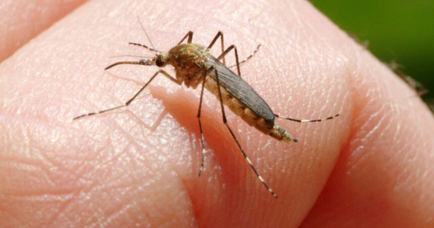Încă o persoană ucisă în Italia de West Nile. Care este bilanțul total al celor decedați din cauza acestui virus temut? 1 inca o persoana ucisa in italia de west nile la cat a ajuns bilantul total al celor care au murit din cauza temutului virus 6890f568a7c00