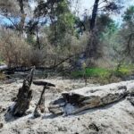 incendiu de vegetatie uscata si fond forestier in zona sireasa din delta dunarii 68a32fb0035ce