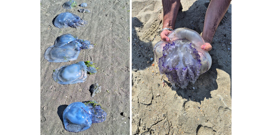 Meduze GIGANT la Eforie: Albastre și de dimensiunea capacului de canalizare. Ce trebuie să faceți în cazul unei înțepături 1 meduze gigant la eforie albastre si cat capacul de canalizare ce trebuie sa faceti daca sunteti intepati 68adfe9961e12