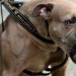 O tânără de 26 de ani a fost atacată de un Amstaff pe stradă în Galați, iar proprietarul a fost amendat și cercetat penal. 3 o tanara de 26 de ani a fost atacata de un amstaff pe strada in galati proprietarul amendat si cercetat penal 68b2c7fecf25a