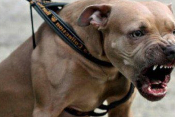 o tanara de 26 de ani a fost atacata de un amstaff pe strada in galati proprietarul amendat si cercetat penal 68b2c7fecf25a