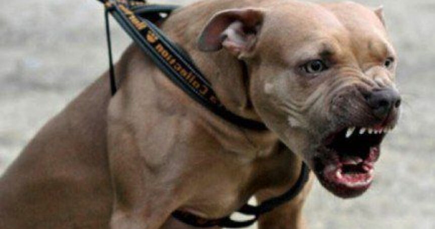O tânără de 26 de ani a fost atacată de un Amstaff pe stradă în Galați, iar proprietarul a fost amendat și cercetat penal. 1 o tanara de 26 de ani a fost atacata de un amstaff pe strada in galati proprietarul amendat si cercetat penal 68b2c7fecf25a