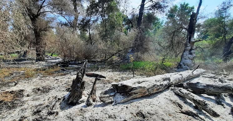 Pompierii din Tulcea se deplasează din nou în zona Sireasa din Delta Dunării 1 pompierii tulceni se deplaseaza din nou in zona sireasa din delta dunarii 68a43af2bf289