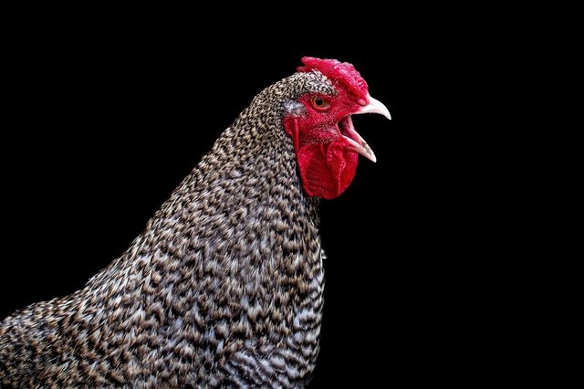 romania a exportat anul trecut peste 200 de milioane de pui ministrul agriculturii suntem cea mai puternica forta in sectorul avicol din uniunea europeana 689da3785e108