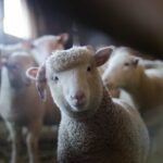 Rusia a interzis importul și tranzitul de ovine și caprine din Bulgaria și România 3 rusia a interzis importul si tranzitul de ovine si caprine din bulgaria si din romania 6894495be9b3e