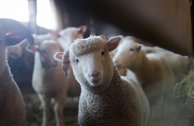 rusia a interzis importul si tranzitul de ovine si caprine din bulgaria si din romania 6894495be9b3e