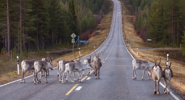 val de caldura record in finlanda mai multi reni au murit 6892e9d7c22ad