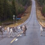 val de caldura record in finlanda mai multi reni au murit 6892e9d9457db
