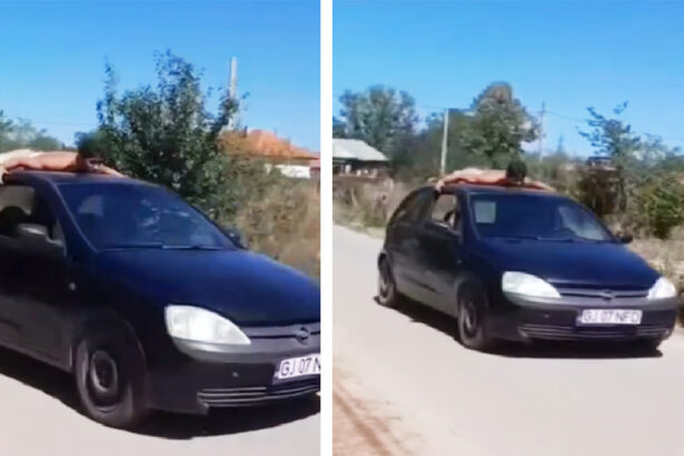 video fara permis si cu prietenul cocotat pe plafonul masinii ce a patit soferul de ocazie 68b332feaf7c2
