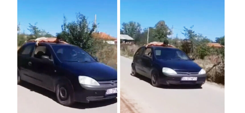 Fără permis și cu prietenul pe plafonul mașinii: Ce a pățit șoferul de ocazie 1 video fara permis si cu prietenul cocotat pe plafonul masinii ce a patit soferul de ocazie 68b332feaf7c2